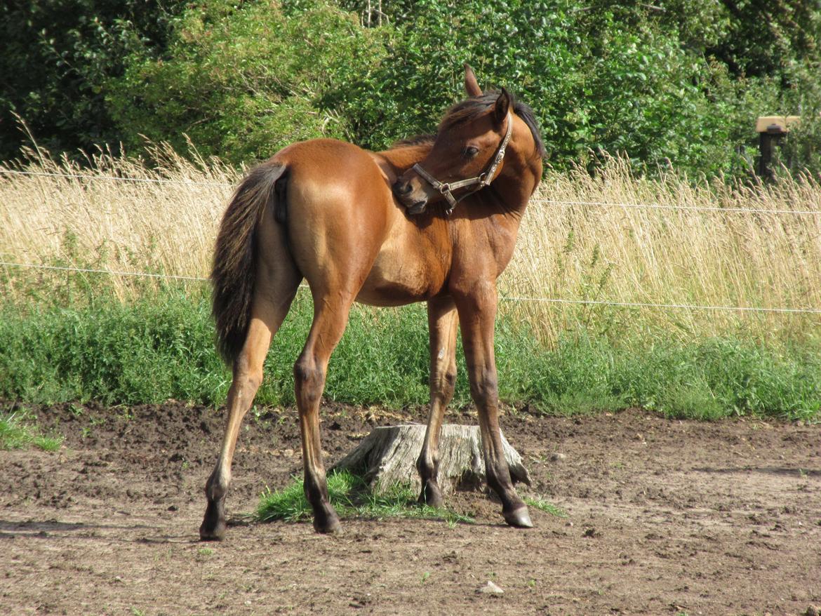 Arabisk fuldblod (OX) E'leganzy OX 6021 *SOLGT* billede 29