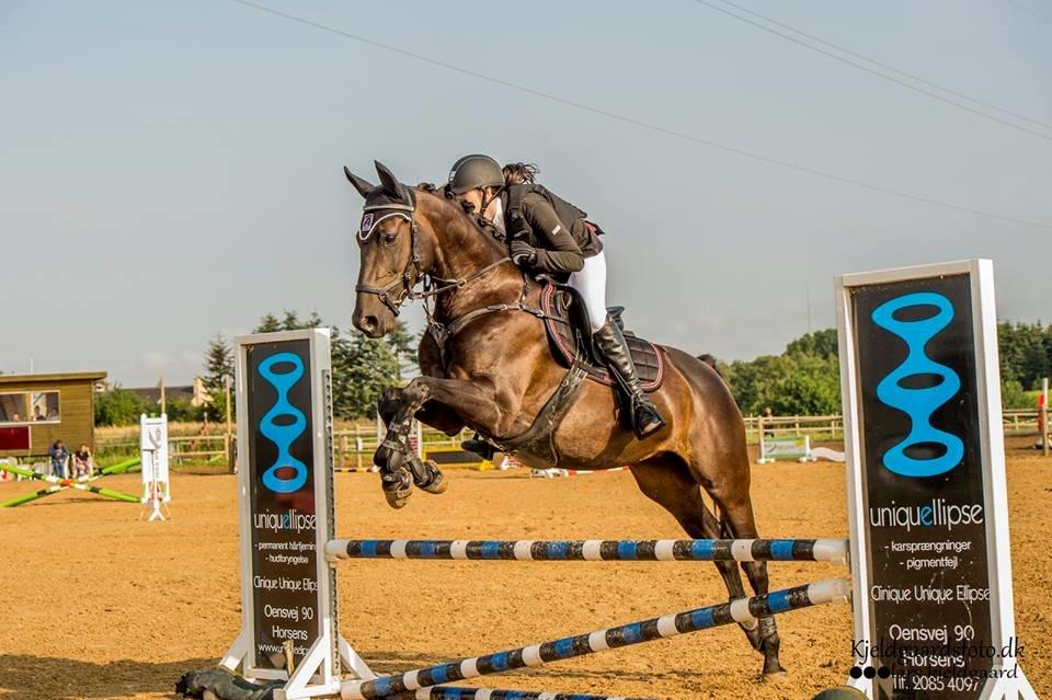 Hollandsk Varmblod Coberlina T billede 17