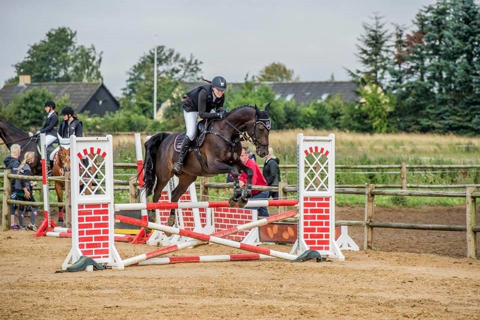 Hollandsk Varmblod Coberlina T billede 18