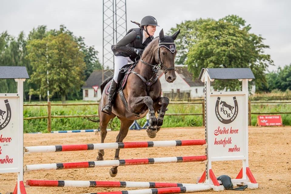 Hollandsk Varmblod Coberlina T billede 20