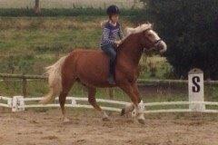 Haflinger Lausdalens Lukas SOLGT ;-( billede 11