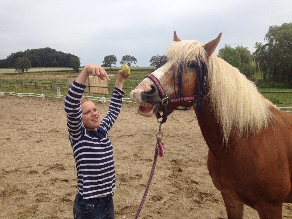 Haflinger Lausdalens Lukas SOLGT ;-( billede 12