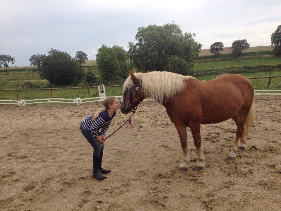 Haflinger Lausdalens Lukas SOLGT ;-( billede 13