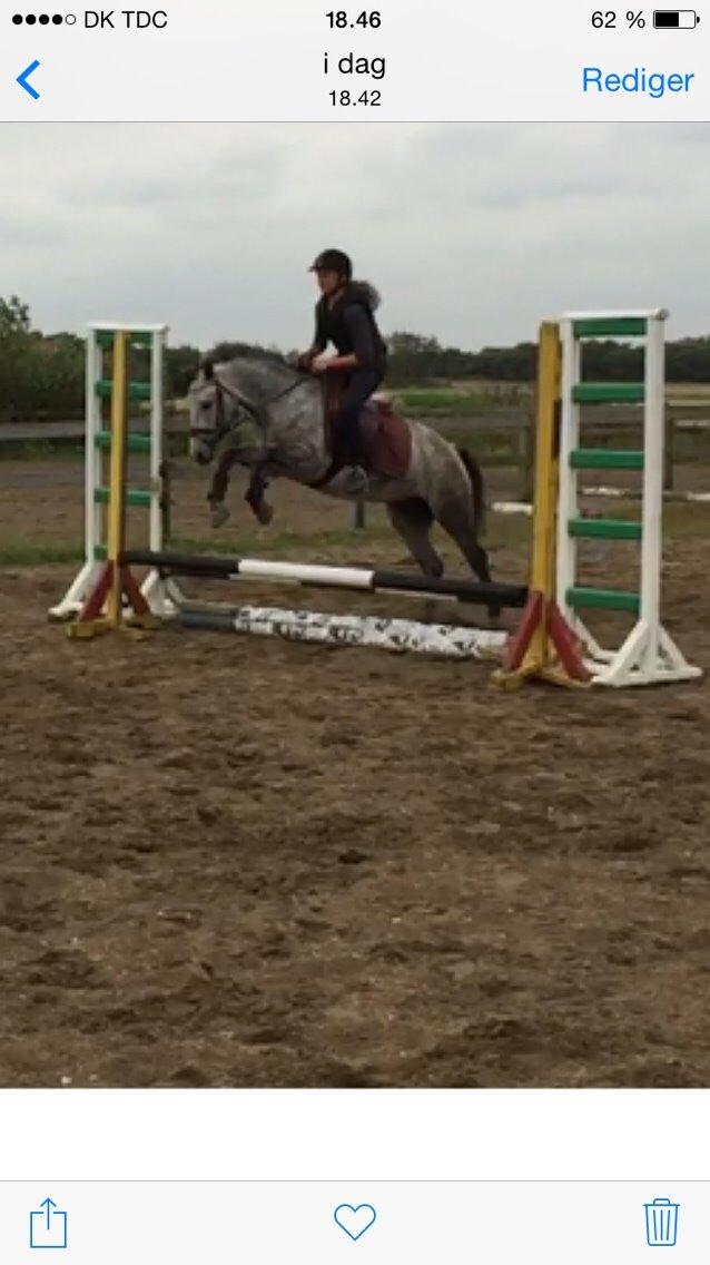 DSP Haahrs Toscana. Dagligt kaldt Tosse "SOLGT" billede 7