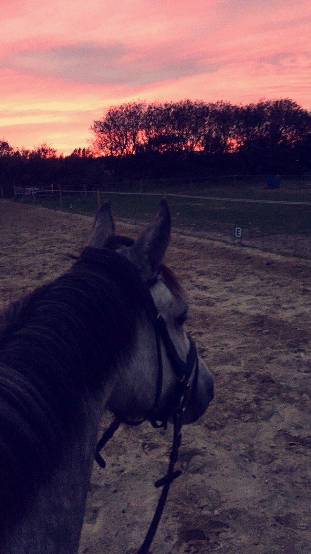 DSP Haahrs Toscana. Dagligt kaldt Tosse "SOLGT" billede 6