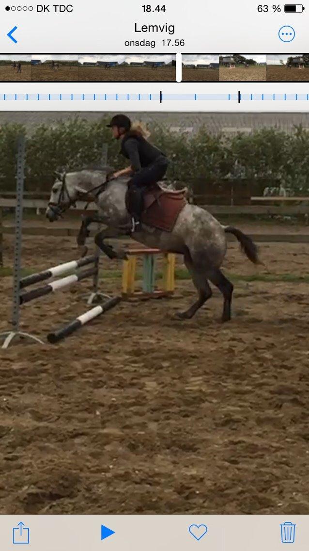 DSP Haahrs Toscana. Dagligt kaldt Tosse "SOLGT" billede 8