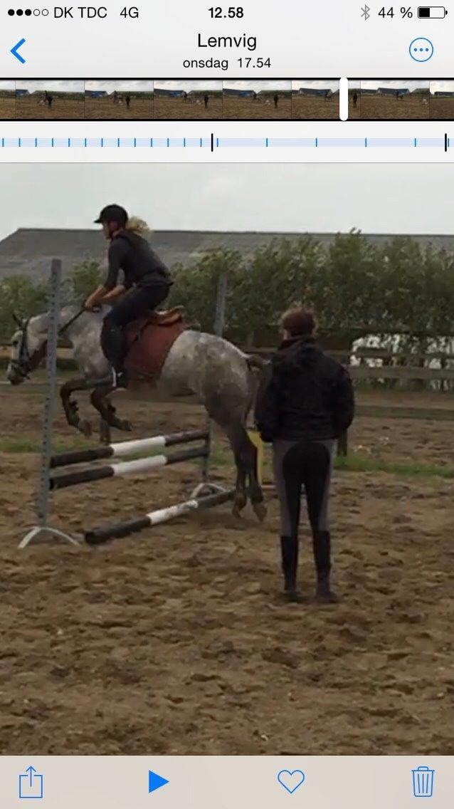 DSP Haahrs Toscana. Dagligt kaldt Tosse "SOLGT" billede 9