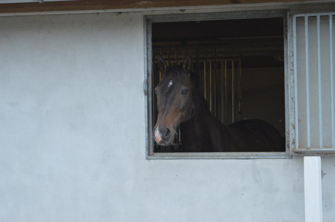 Tysk Sportspony Caruso - min pony! B -pony - Nyder sommerferien 2015 billede 2