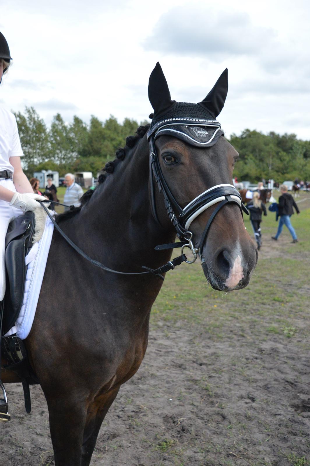 Tysk Sportspony Caruso - min pony! B -pony billede 7