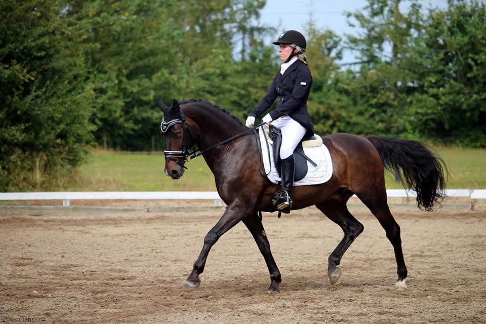 Tysk Sportspony Caruso - min pony! B -pony billede 6