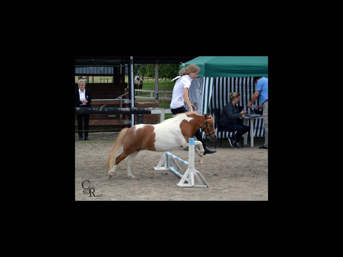 Dansk Miniature Fjordens Kikki  - spring🐴 billede 3
