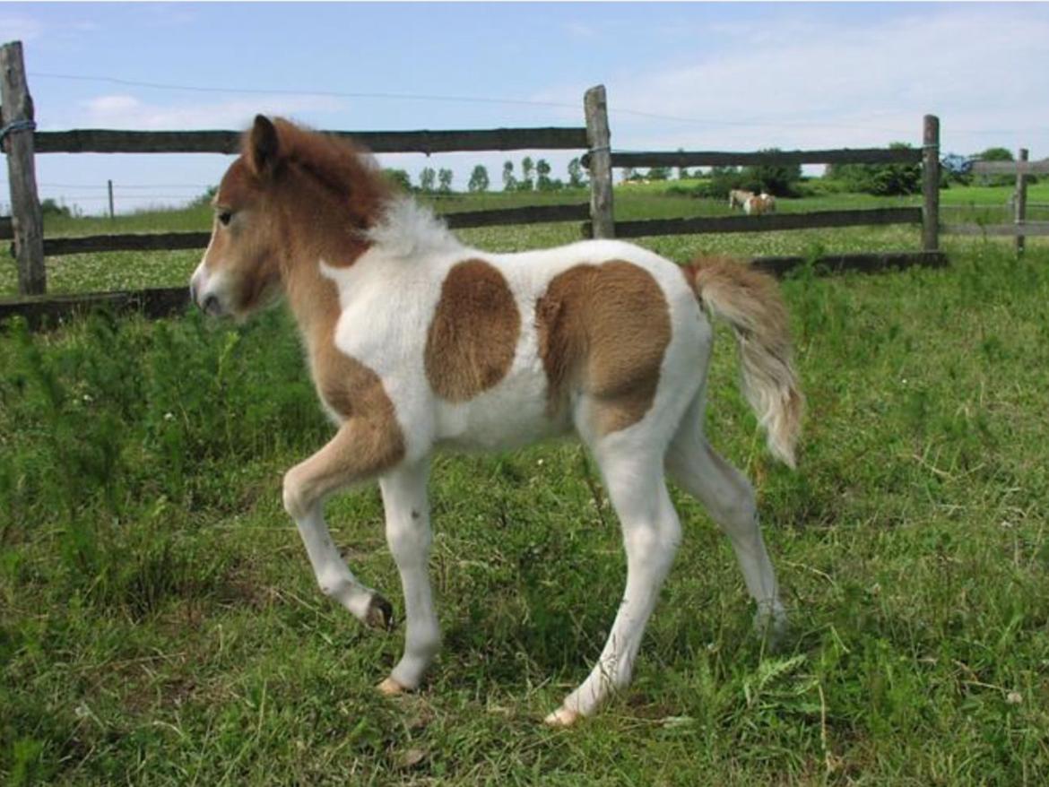 Dansk Miniature Fjordens Kikki  - kikki som føl❤️ billede 4
