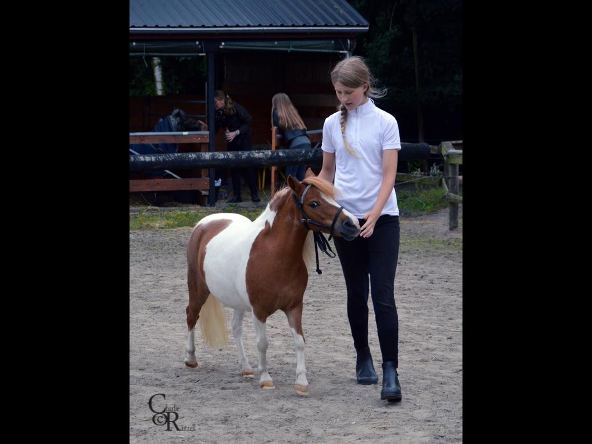 Dansk Miniature Fjordens Kikki  - mønstring❤️ billede 5