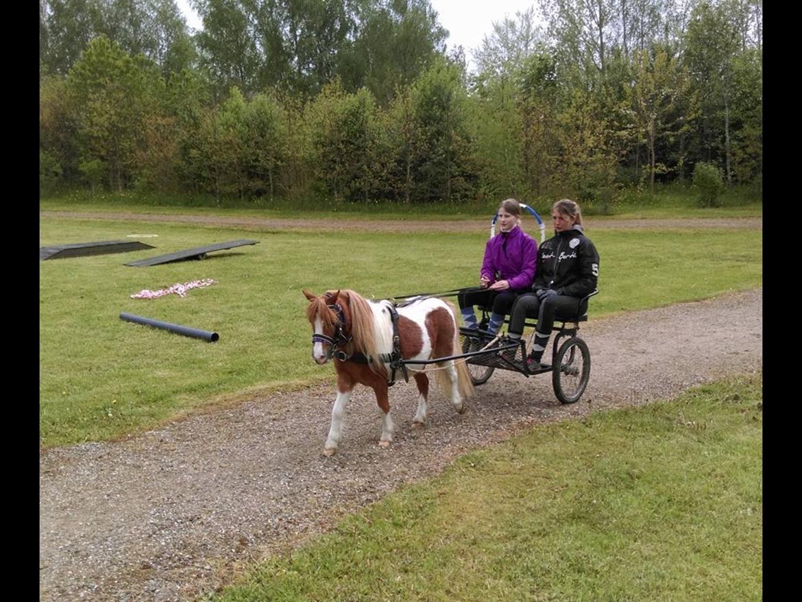 Dansk Miniature Fjordens Kikki  - tur med kikki🐴❤️ billede 8
