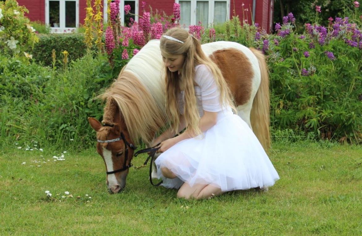 Dansk Miniature Fjordens Kikki  - ❤️ billede 10
