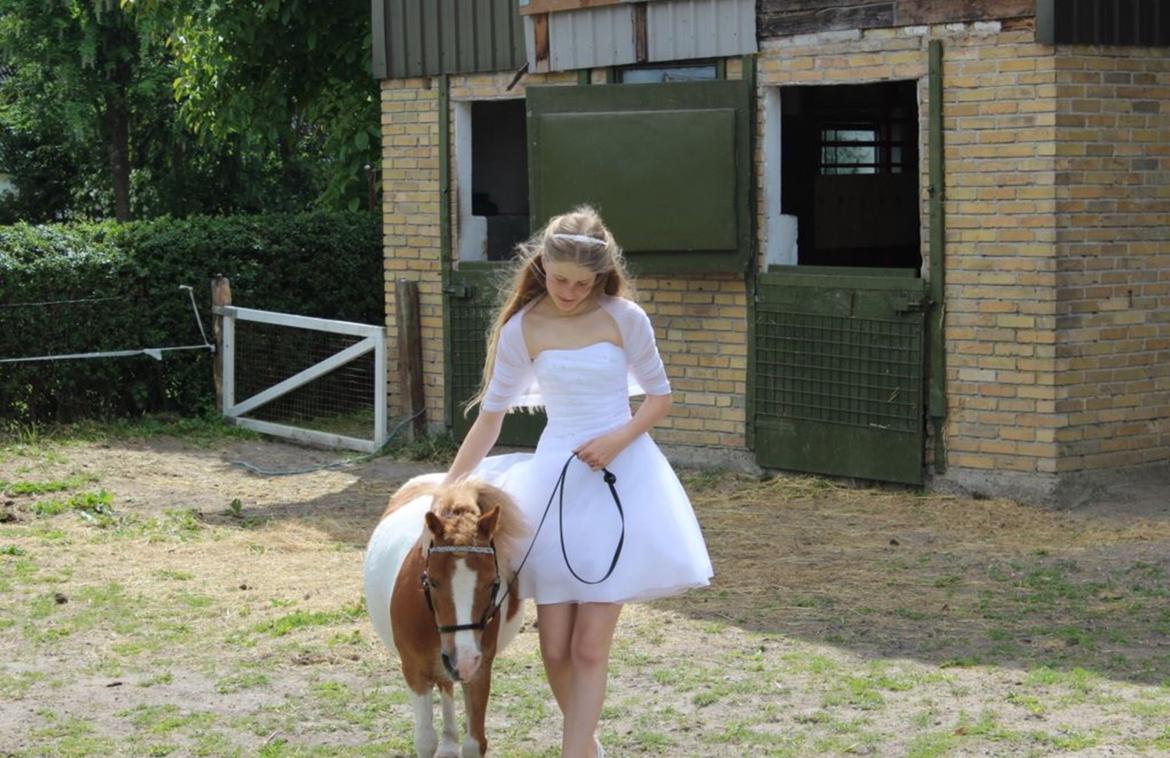 Dansk Miniature Fjordens Kikki  - min elskede hest😍😍 billede 20