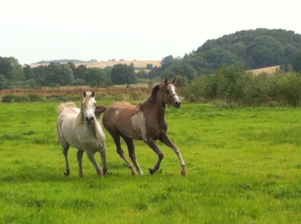 Arabisk fuldblod (OX) Jbs virginia ox billede 7