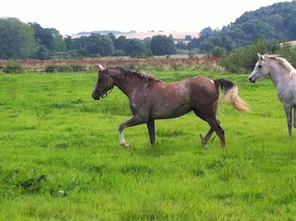 Arabisk fuldblod (OX) Jbs virginia ox billede 13