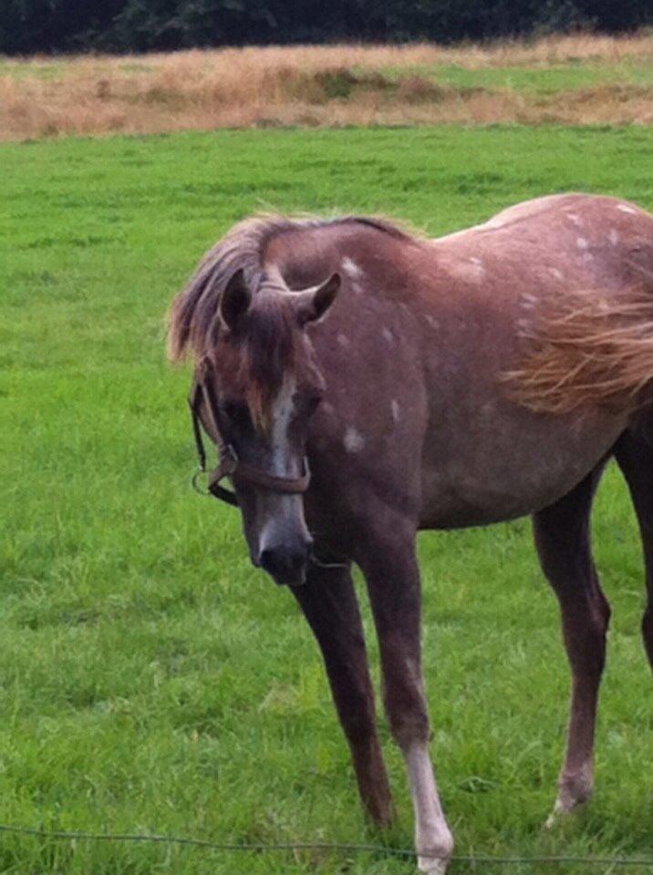 Arabisk fuldblod (OX) Jbs virginia ox billede 14