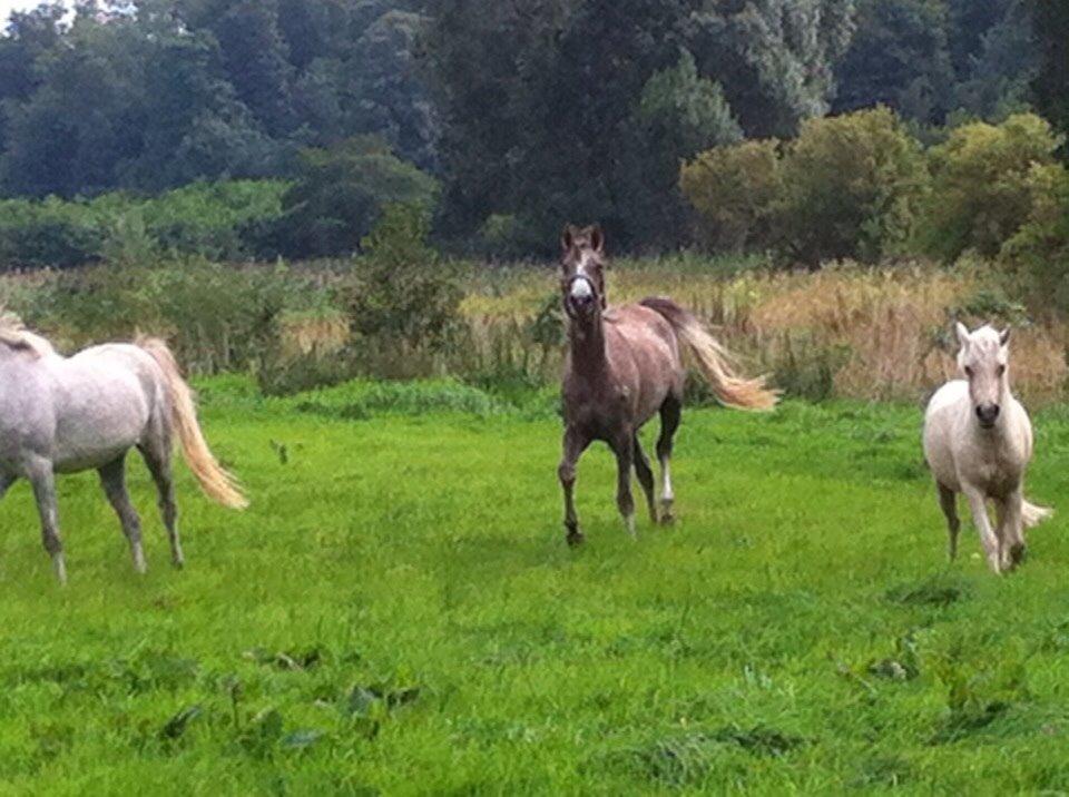 Arabisk fuldblod (OX) Jbs virginia ox billede 20