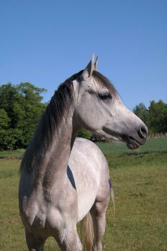 Arabisk fuldblod (OX) Lamann ox ( solgt ) billede 6