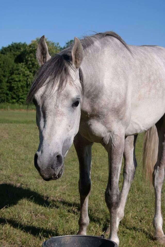 Arabisk fuldblod (OX) Lamann ox ( solgt ) billede 8