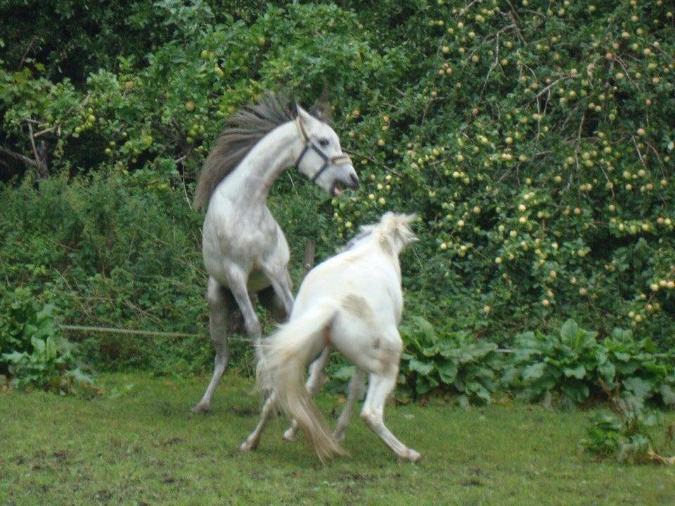 Arabisk fuldblod (OX) Lamann ox ( solgt ) billede 1