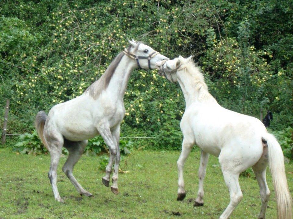 Arabisk fuldblod (OX) Lamann ox ( solgt ) billede 3