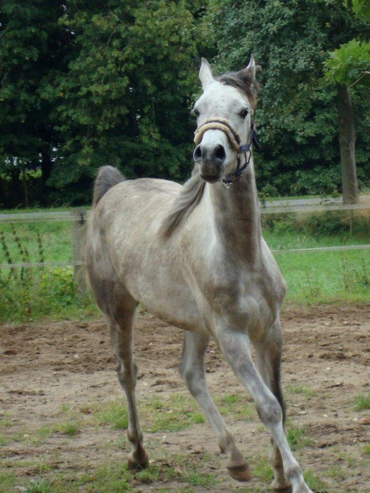 Arabisk fuldblod (OX) Lamann ox ( solgt ) billede 4