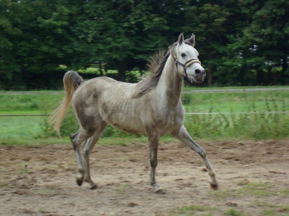 Arabisk fuldblod (OX) Lamann ox ( solgt ) billede 5