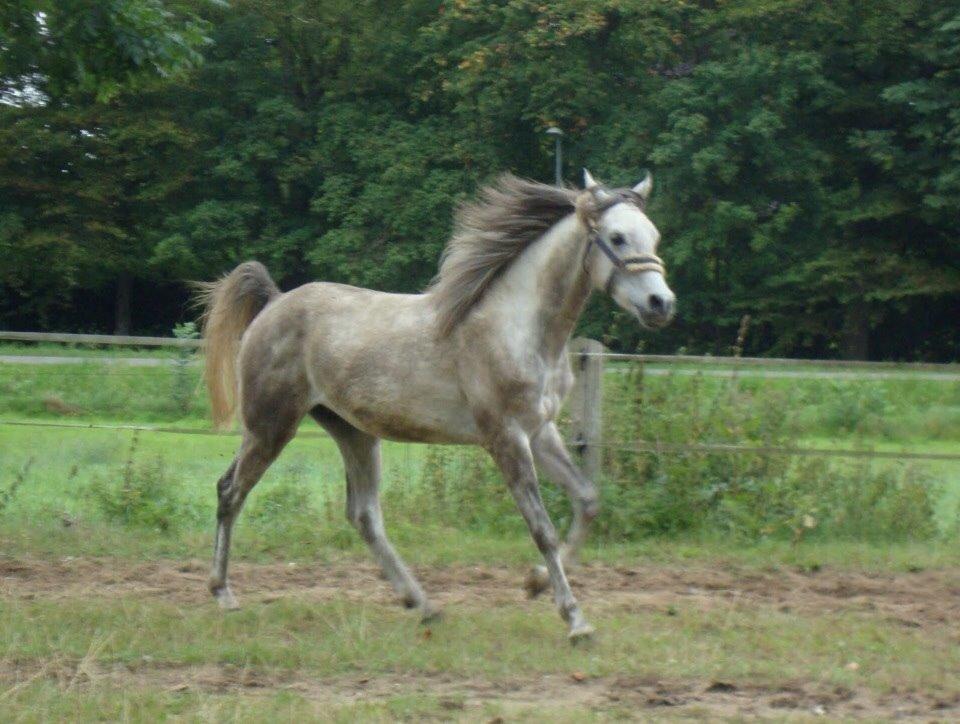 Arabisk fuldblod (OX) Lamann ox ( solgt ) billede 9