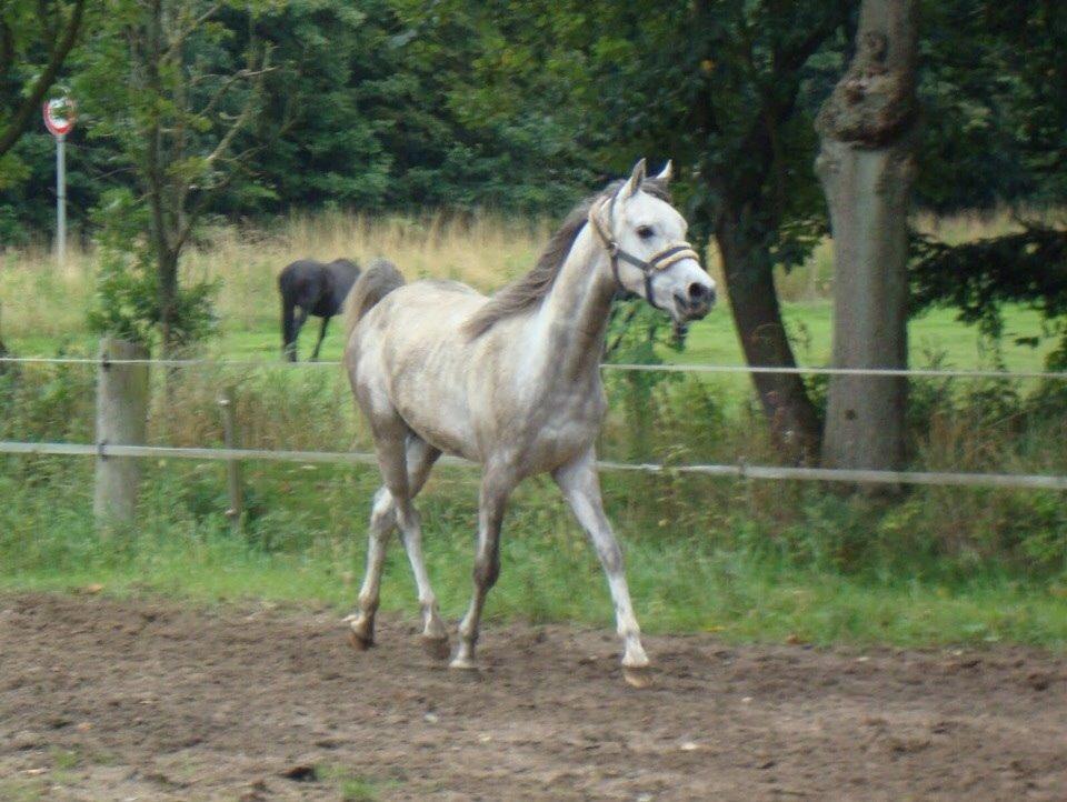 Arabisk fuldblod (OX) Lamann ox ( solgt ) billede 10