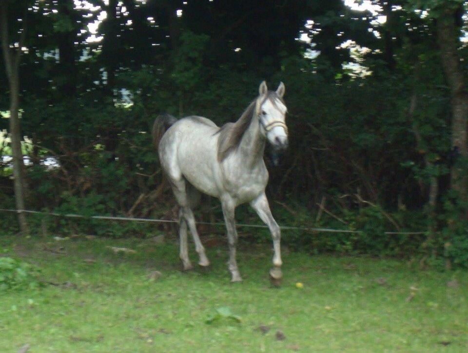 Arabisk fuldblod (OX) Lamann ox ( solgt ) billede 18