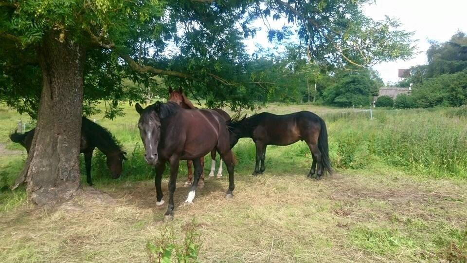 Anden særlig race Chanel  billede 13