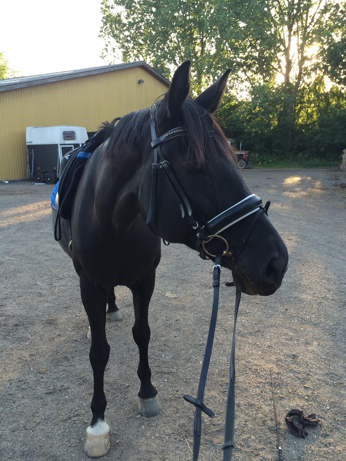 Anden særlig race Chanel  billede 16