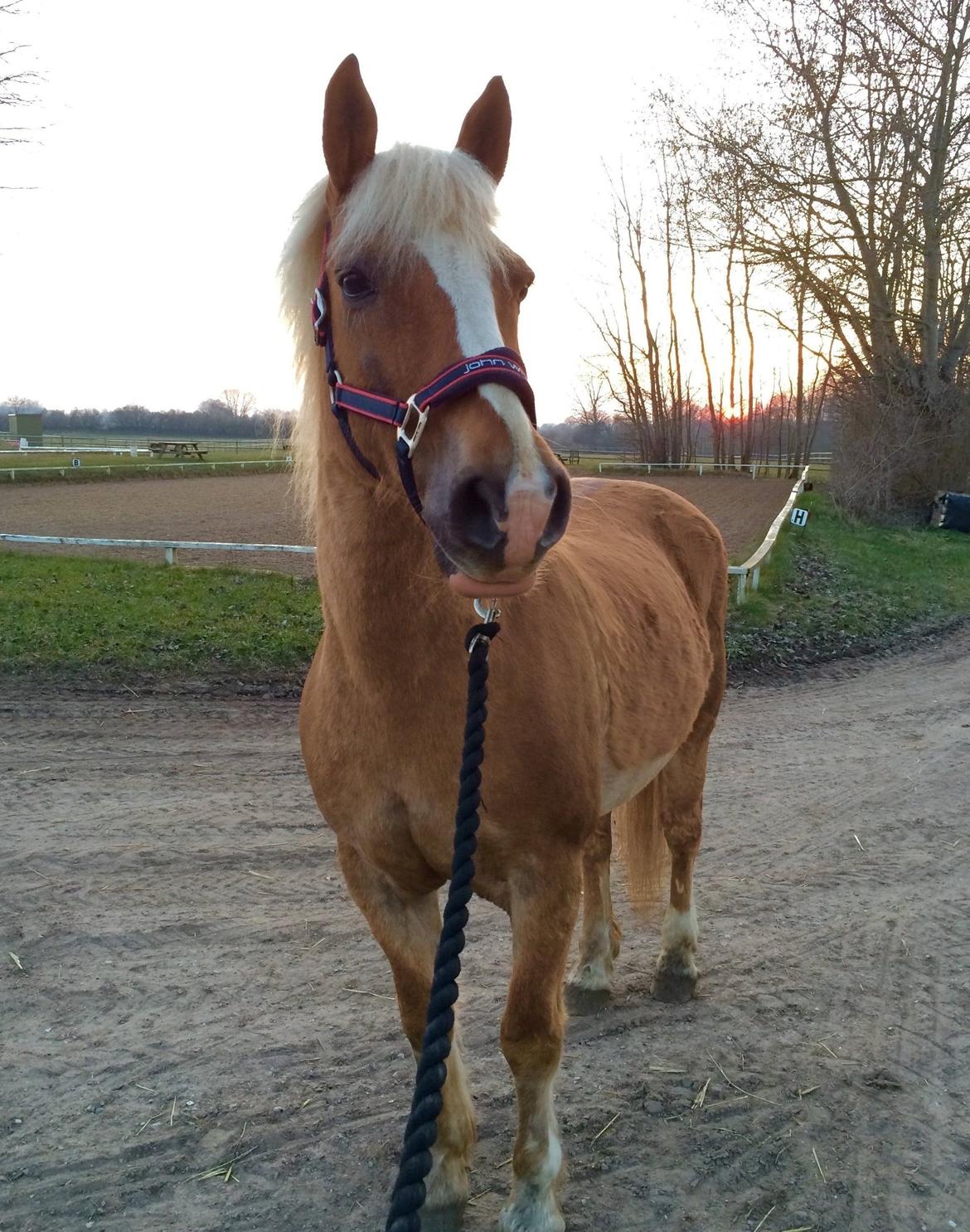 Haflinger Noukis - Første aften med Noukis:) billede 1