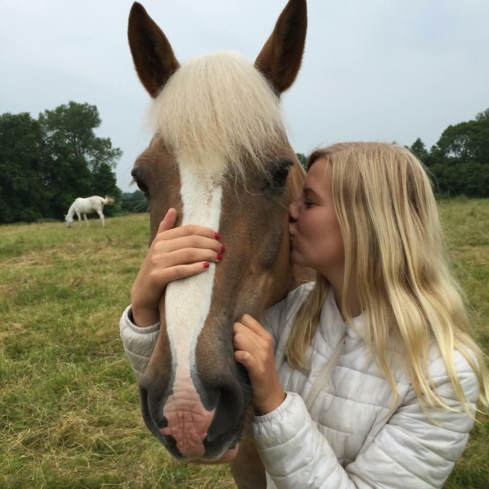 Haflinger Noukis - Et kys på hans sommerfold inden jeg tog på ferie i 1 uge:) billede 3