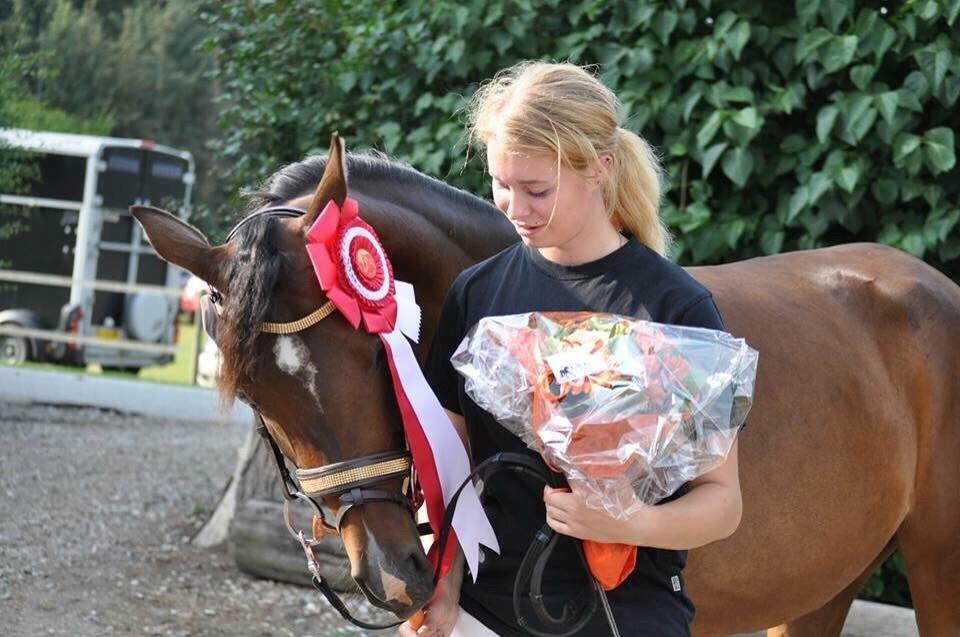 Arabisk fuldblod (OX) HH Eleganzia billede 4