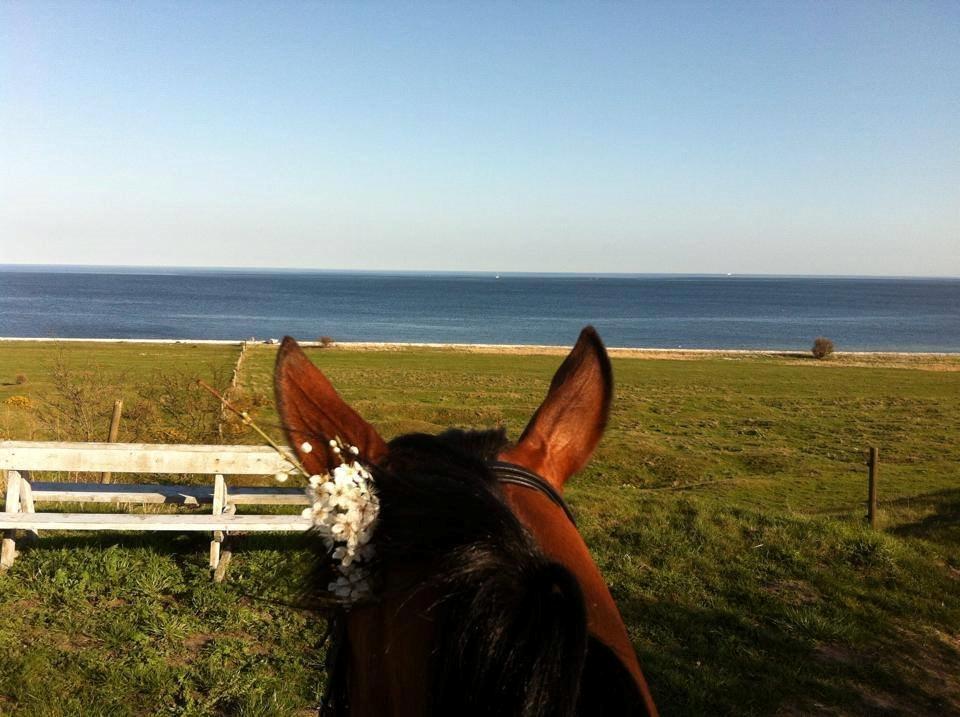 Traver Ja Post-Pub (Popper) billede 16