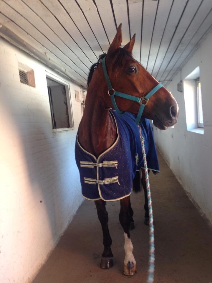 Traver Ja Post-Pub (Popper) billede 17