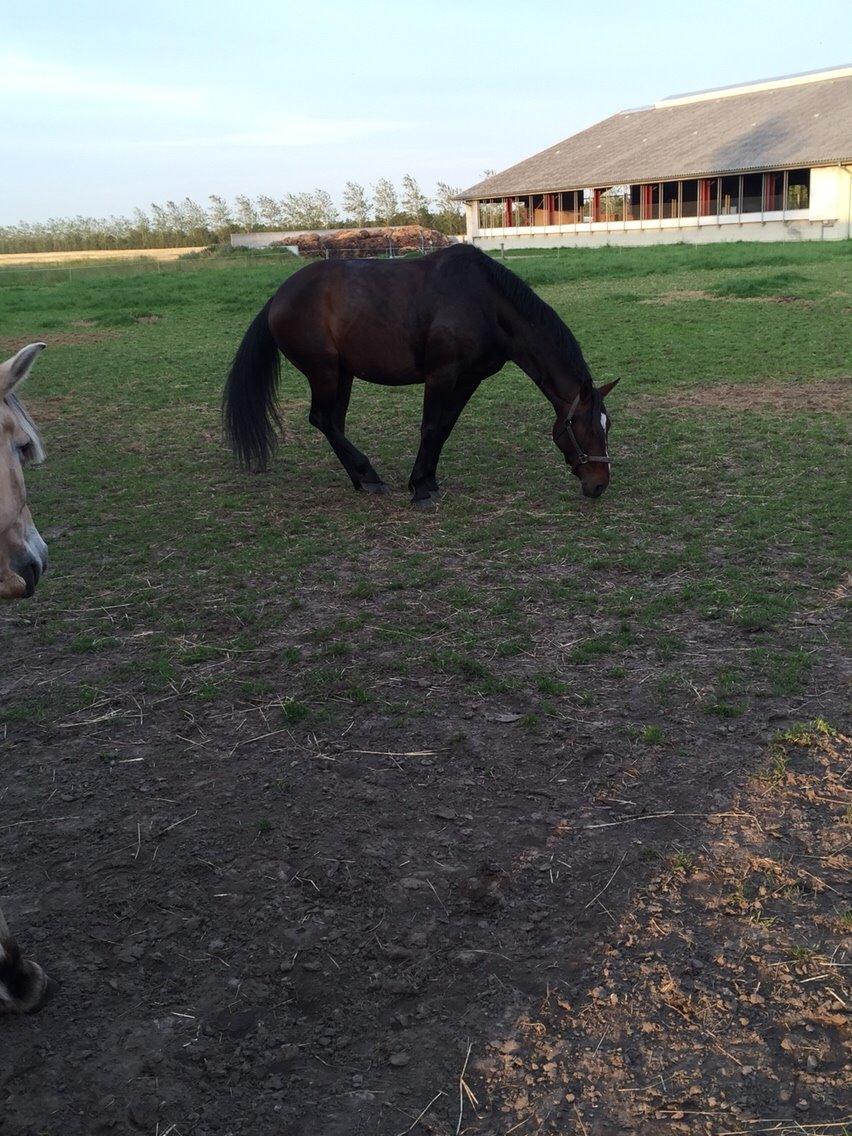 Oldenborg Hededahls pandora billede 1