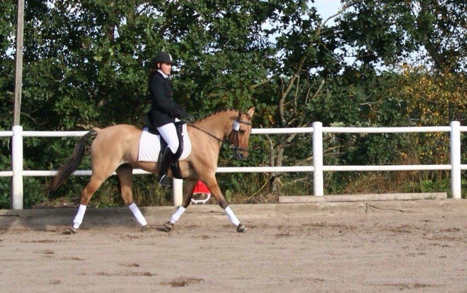 Anden særlig race Sally - Første LB1 billede 15