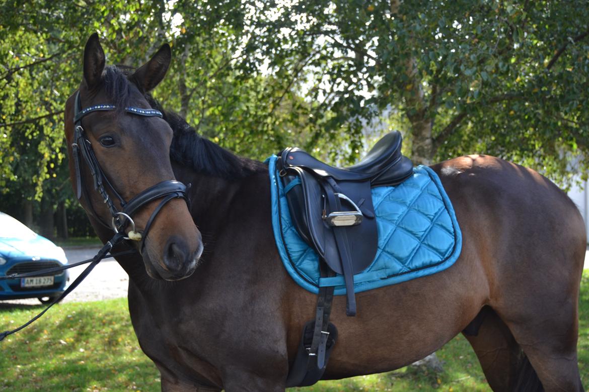 Pinto Kilgast's sir donovan billede 16