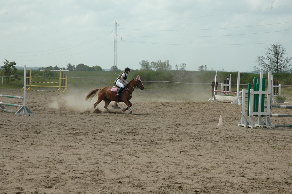 DSP Lindveds Musca billede 4