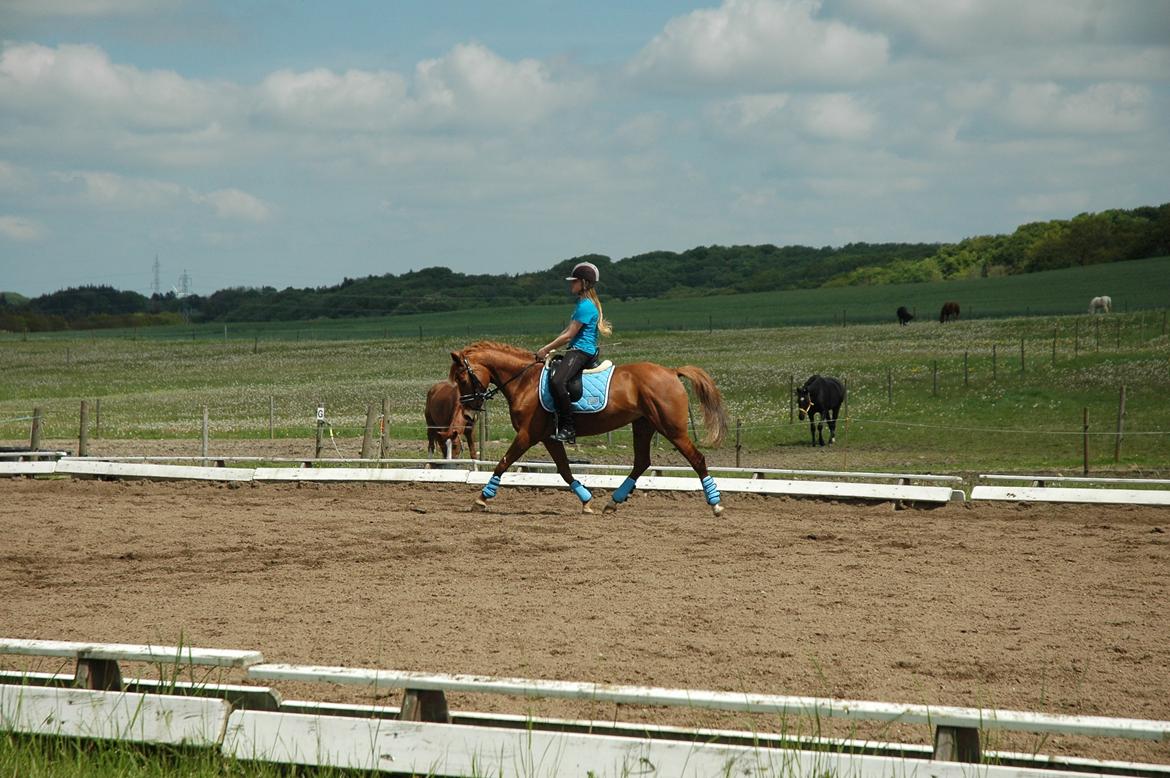 DSP Lindveds Musca billede 5