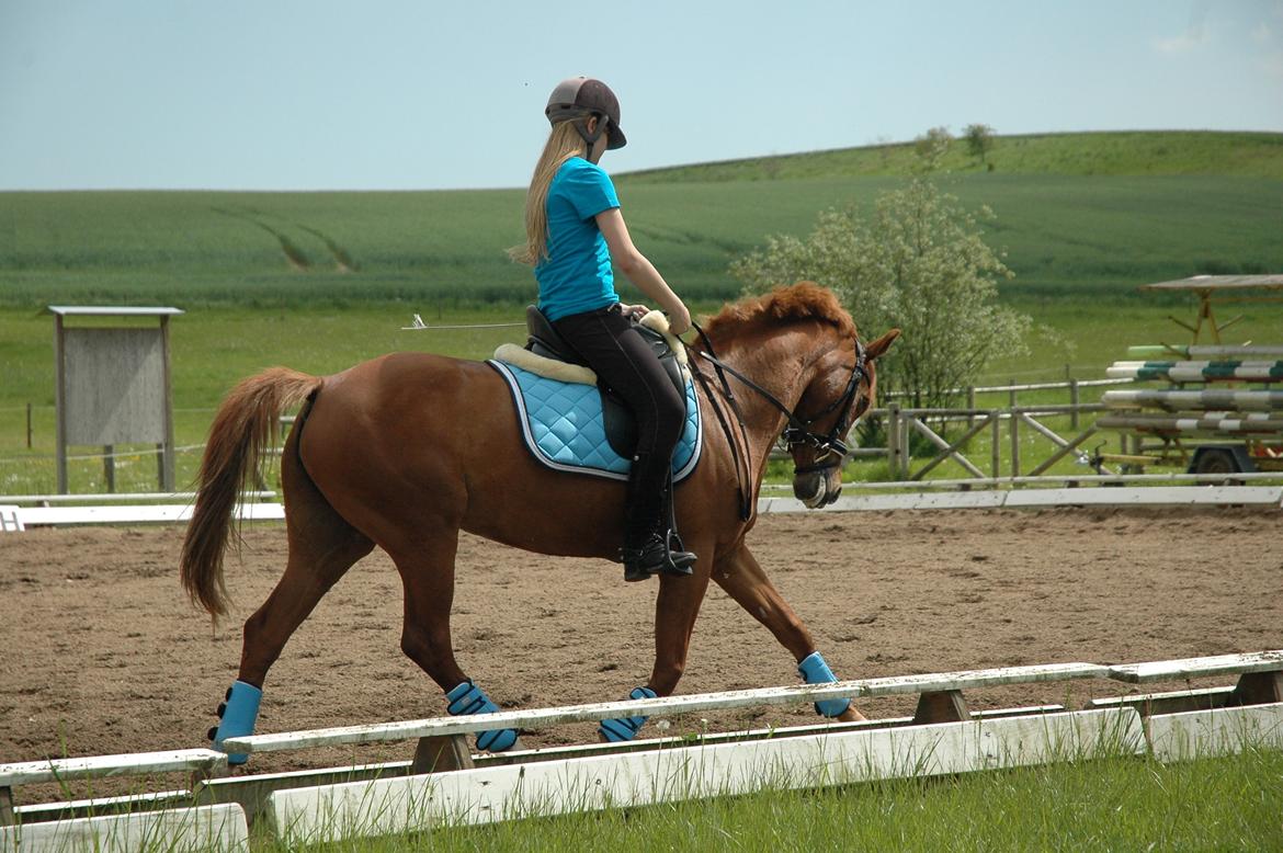 DSP Lindveds Musca billede 6