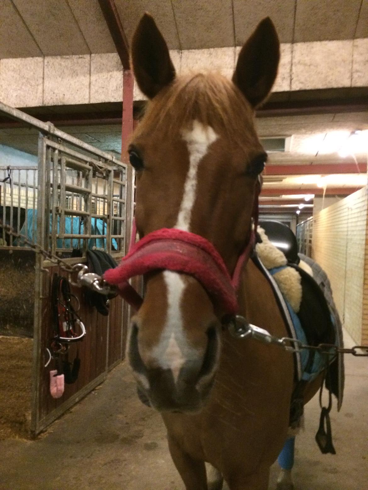 DSP Lindveds Musca billede 7