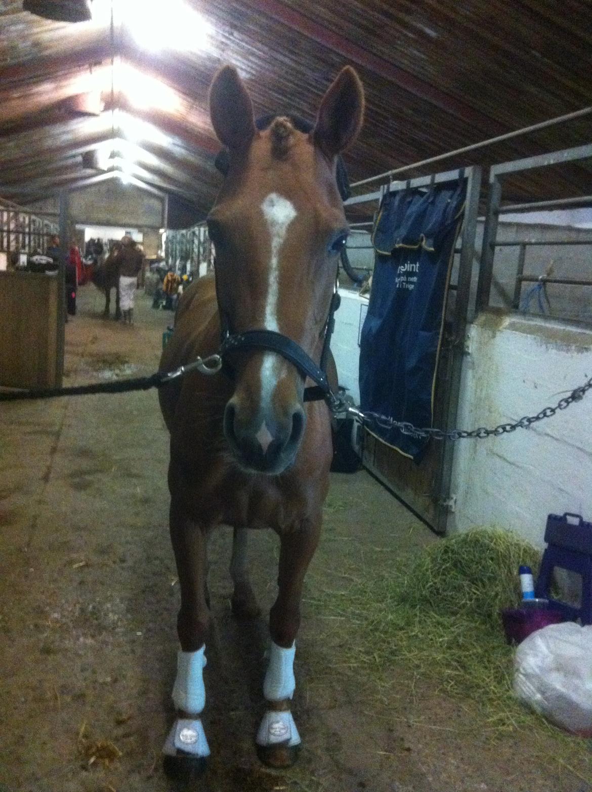 DSP Lindveds Musca billede 8