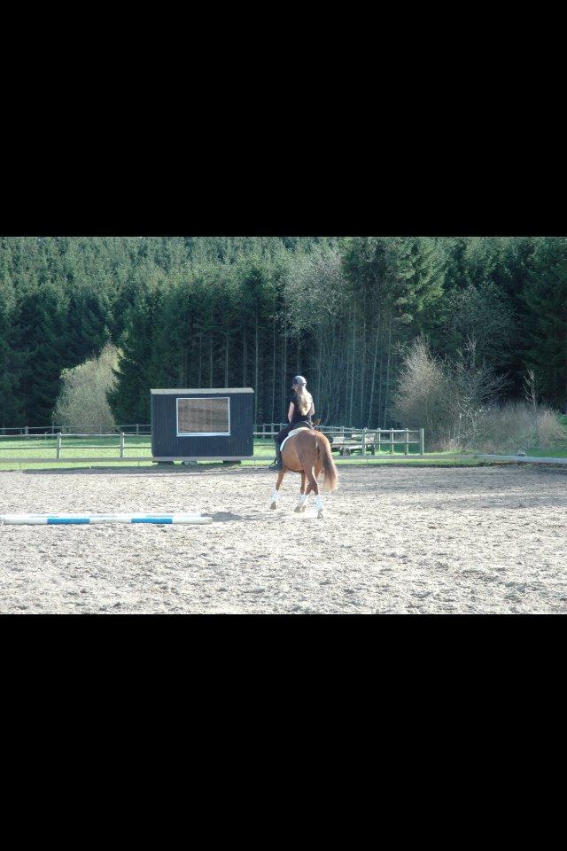 DSP Lindveds Musca billede 11