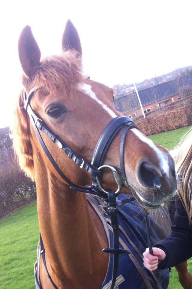 DSP Lindveds Musca billede 12